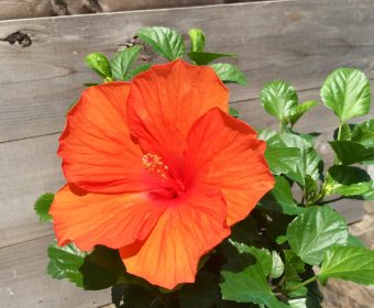 ■ブログキャンペーン■